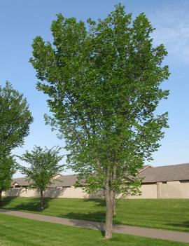 Ulmus americana 'Brandon'