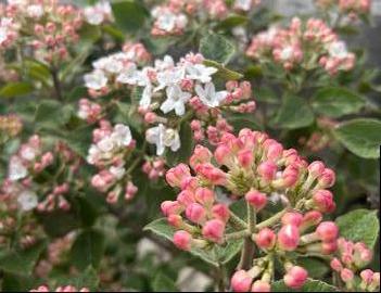 Viburnum carlesii 'Compactum'