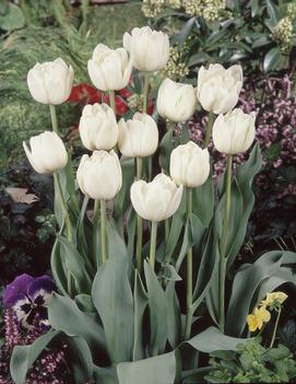 Tulip 'Mount Tacoma'