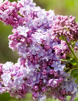 Syringa x vulgaris 'President Grevy'