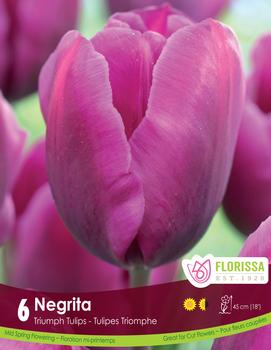 Tulip 'Negrita'