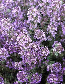 Thymus x citriodorus 'Argenteus'