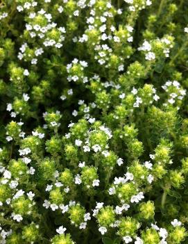 Thymus serpyllum 'Alba'