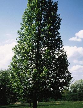 Tilia americana American Sentry® ('McKSentry')