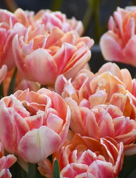 Tulip 'Foxy Foxtrot'