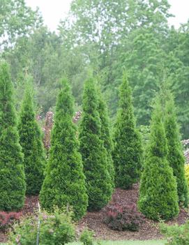 Thuja occidentalis North Pole® ('Art Boe') (PP 22,174, Can 3,912)