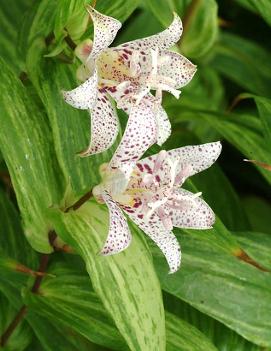 Tricyrtis hirta 'Lightning Strike'