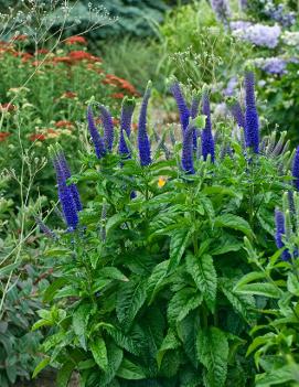 Veronica x 'Sunny Border Blue'