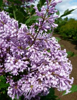 Syringa x prestoniae 'Red Wine'