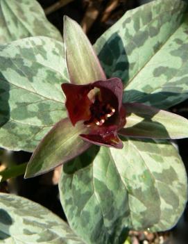 Trillium sessile