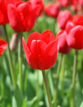 Tulip 'Ile de France'