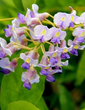 Wisteria macrostachya 'Blue Moon'