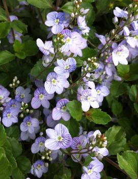 Veronica x 'Waterperry Blue'