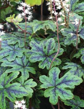 Tiarella x 'Happy Trails' (PP21933, COPF)