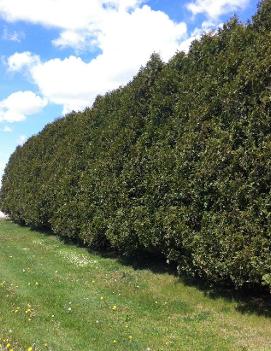 Thuja occidentalis 'Nigra'