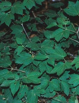 Viburnum acerifolium