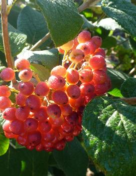 Viburnum lantana