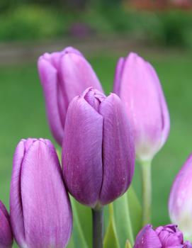 Tulip 'Purple Flag'