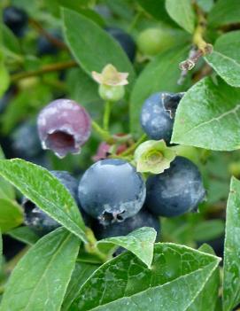 Vaccinium angustifolium