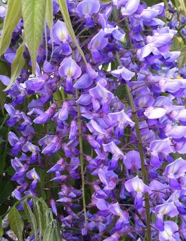 Wisteria sinensis 'Black Dragon'