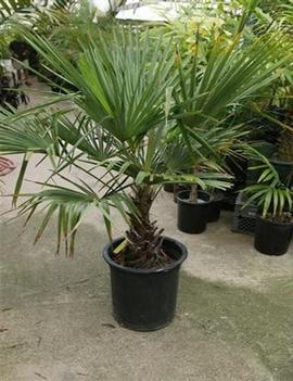 Trachycarpus fortunei