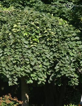 Ulmus glabra 'Pendula'