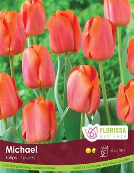 Tulip 'Michael'