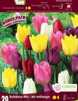 Tulip 'Rainbow Mix'