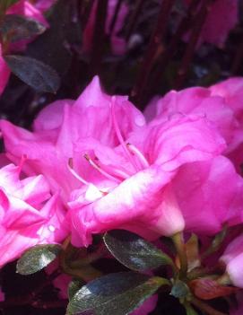 Azalea (Rhododendron) 'Rosebud'