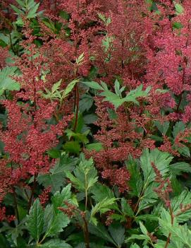 Astilbe japonica 'Red Sentinel'