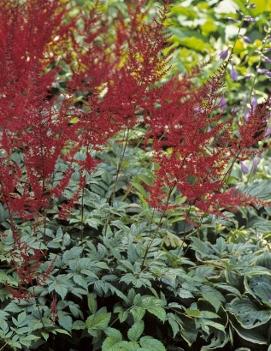 Astilbe arendsii Glow ('Glut')