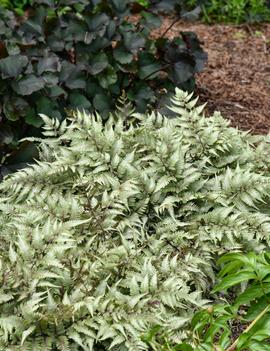 Athyrium x 'Godzilla'