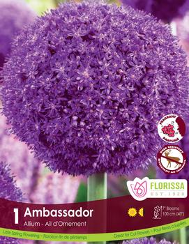 Allium x 'Ambassador'