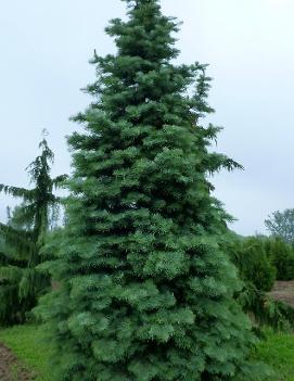 Abies concolor