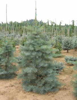 Abies concolor 'Select'