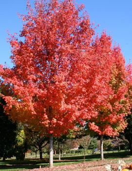 Acer saccharum 'Bonfire'