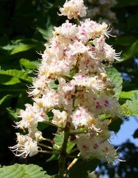 Aesculus hippocastanum