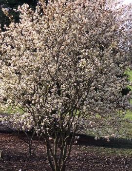 Amelanchier x grandiflora 'Autumn Brilliance' (PP5717)