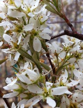 Amelanchier laevis 'Cumulus'