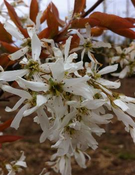 Amelanchier laevis Spring Flurry® ('JFS-Arb') (PP15304)