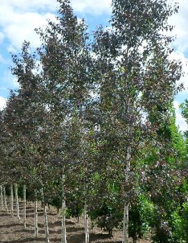 Betula x grandiflora Royal Frost® ('Penci-2')