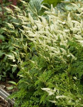 Aruncus aethusifolius