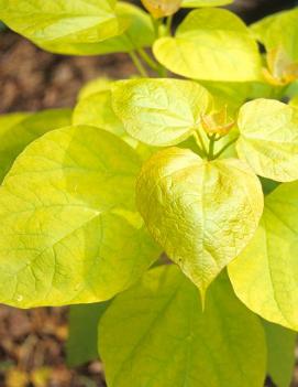 Catalpa bignonioides 'Aurea'