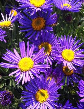 Aster alpinus Dunkle Shone ('Dark Beauty')