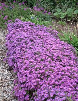 Aster dumosus 'Wood's Purple'