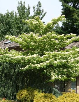 Cornus controversa June Snow™ ('June Snow-JFS')