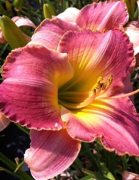 Hemerocallis 'Days of Wine'