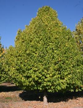 Corylus colurna