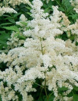 Astilbe arendsii Bridal Veil ('Brautschleier')