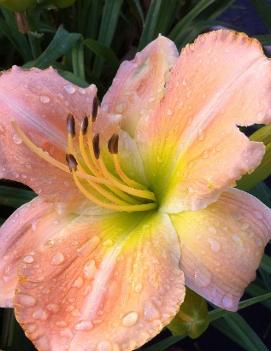 Hemerocallis 'Palomino Moon'